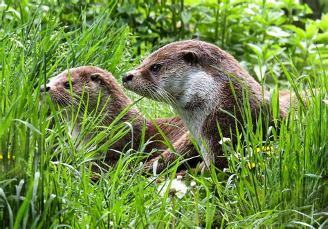 Otter Animals Water · Free Photo On Pixabay