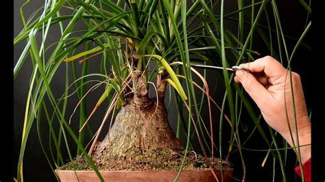 Ponytail Palm Bonsai Oct 2016 Youtube Bonsai Bonsai Pruning