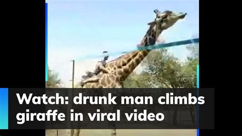 Watch Drunk Man Climbs Giraffe In Viral Video Youtube