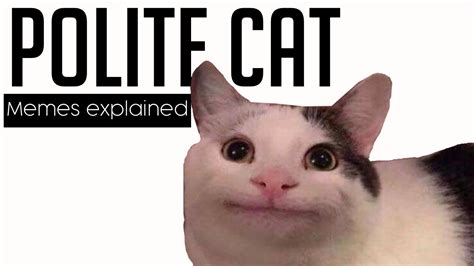 Polite Cat Memes Explained Youtube