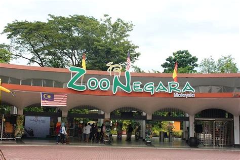 Tealive buy 2 free 1 ramadan promo. Zoo Negara is Having 40% Discount on Their Ticket ...