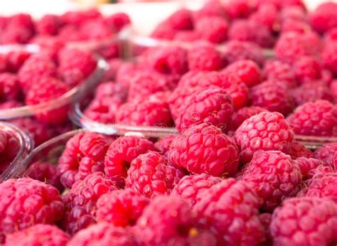 Organic Raspberry Berry Stock Photo Image Of Freshness 25778568