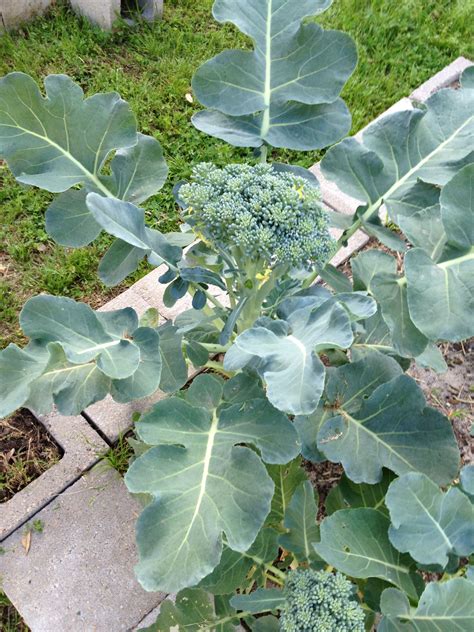 Garden Fresh Broccoli Cant Beat It Spring 2012 Plant Leaves