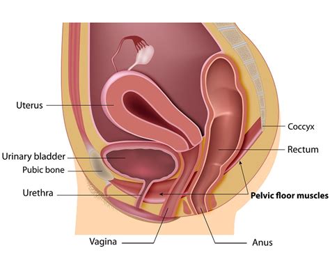 Pelvic Floor Disorders And Their Causes