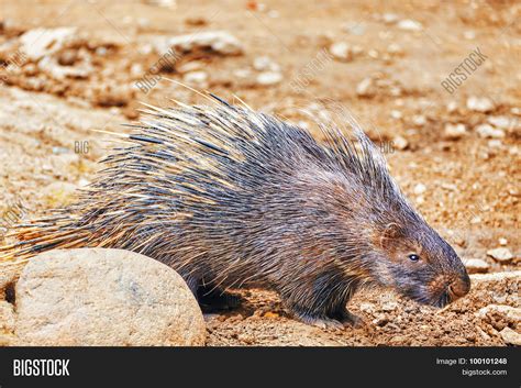 Animal Porcupines Image And Photo Free Trial Bigstock