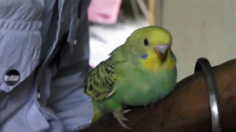 Cutest Baby Budgiepet Bird In The World Youtube