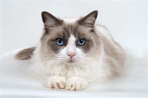 Ragdoll Cat Breed Profile And Characteristics
