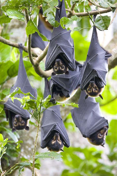 Spectacled Flying Foxes Pteropus Conspicillatus Australi Flickr