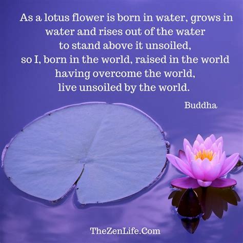 Lotus flower grows in muddy water, and it is this environment that gives forth the flower's first and most literal meaning: Buddha Quote ~ As a lotus flower is born in water, grows in water and rises out of the water to ...