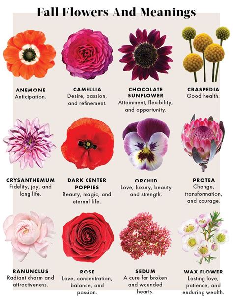Learn The Meanings Of Fall Flowers Fall Flowers Types Of Flowers