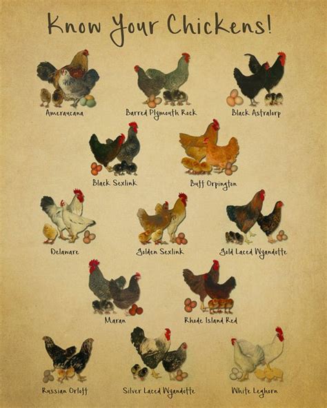 Top 10 Most Popular Chicken Breeds For Beginners