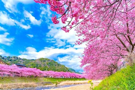 静岡県河津町の河津桜まつり Cherry Blossom Festival Japan 絶景 Superbview 国内旅行