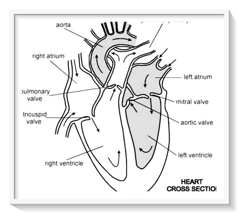 Lista 103 Foto Dibujo Del Corazón Humano Fácil Con Sus Partes Alta