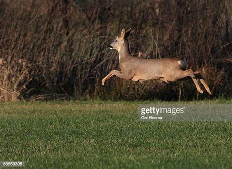 Deer Legs Photos And Premium High Res Pictures Getty Images