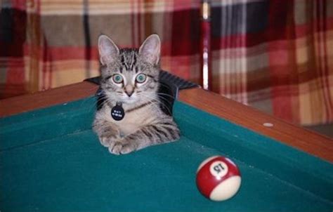 Cute Cats In Pool Tables 15 Pics