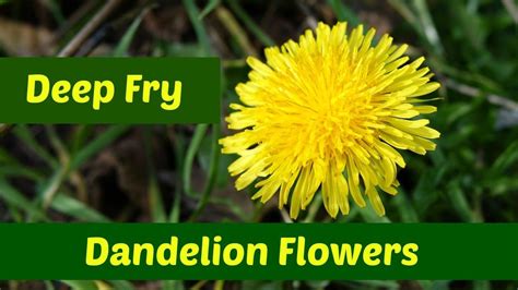 For this reason, sellers must be especially careful when. Dandelion Flowers: Three Ways to Deep Fry Dandelion ...