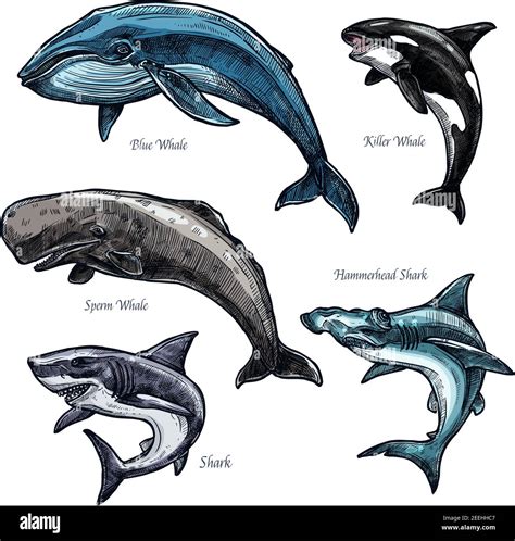 Whales And Sharks Icons Set Of Blue And Killer Whale Or Orca