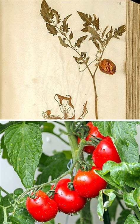 7 Vegetables In The Ancient Time