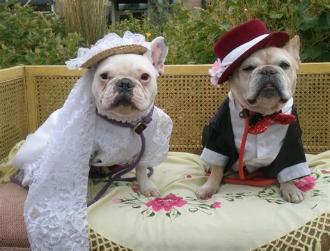 Wedding Dresses For Dogs Dogs Breeds Guide