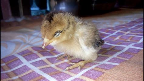 Cute Baby Chickens Funny Baby Chicks Sleeping Youtube