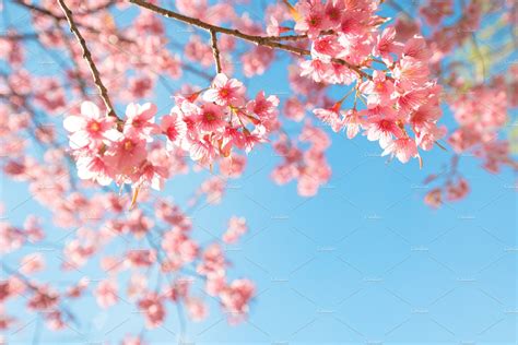 Cherry Blossom Flower High Quality Nature Stock Photos Creative Market