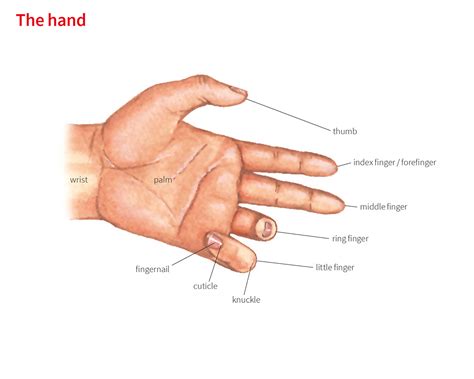 Index Finger Noun Definition Pictures Pronunciation And Usage Notes Oxford Advanced
