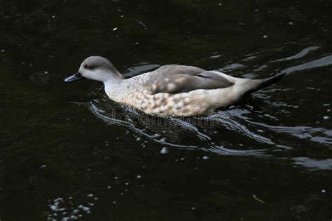 Marbled Teal Stock Photo Image Of Marbled Bird Duck 14001222