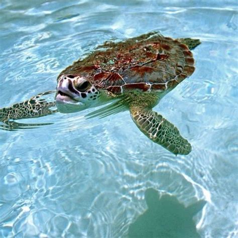 Pin By Bluff House On Things To See In Green Turtle Cay Green Turtle