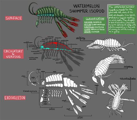 Isopod Anatomy