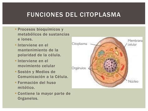 Citoplasma Funcion