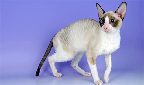 Cornish Rex Cat Breed Information Vetstreet Vetstreet