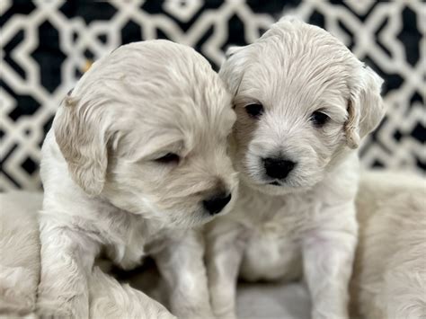 Meet the puppies out of our Creme De La Creme Litter. #