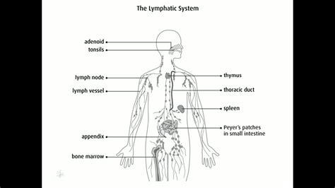 Acute And Chronic Lymphangitis Youtube