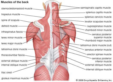 In the diagrams below, when you see muscle names that are the same color, it means they are an below are the muscles in the torso and on the back that you need to be aware of. Medical Transcription: June 2012