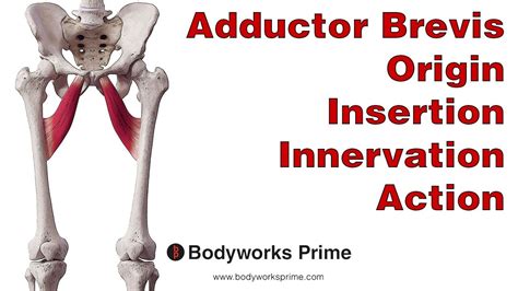 Adductor Brevis Anatomy Youtube