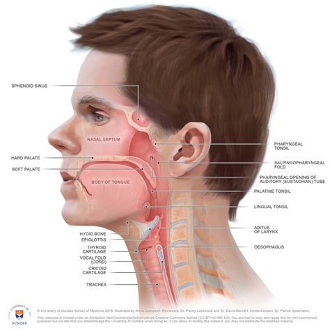 Other critical structures near the parotid glands include the external carotid artery, which is a major supplier of blood to the head and neck region, and the retromandibular vein, a branch of the jugular vein. Anatomy of the Pharynx Medical Illustrations — Campbell ...