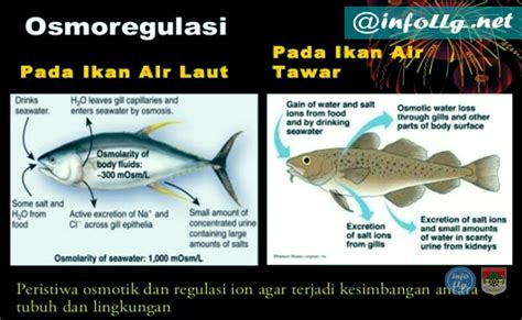 Pengertian Dan Contoh Adaptasi Fisiologi Pada Hewan