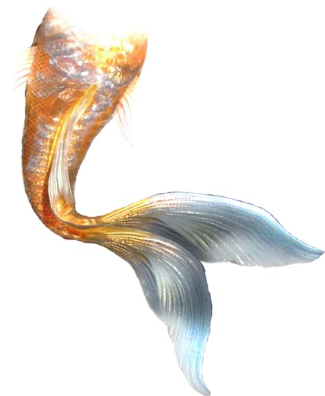 Mermaid Fin Png Png Image Collection