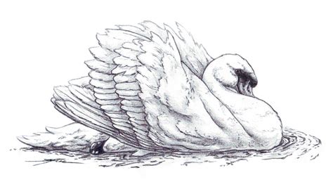 Swan Pencil By Eenuh On Deviantart
