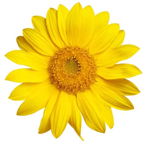 Sunflower Isolated On White — Stock Photo © Irochka 5132528