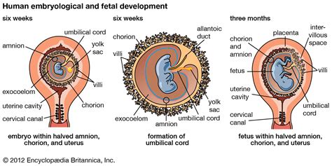 Caul Embryology Britannica
