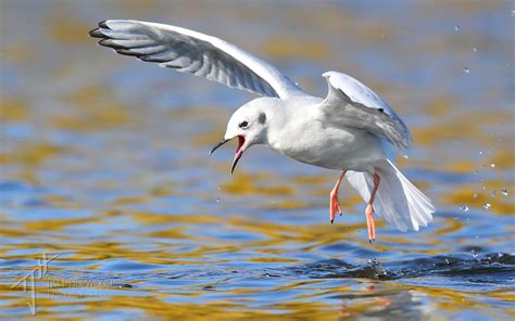 Fall Splendour Enhancing Your Bird Photography With Autumnal Colours