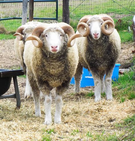 Rams For Sale Horned Dorset Sheep And Ts For Sale