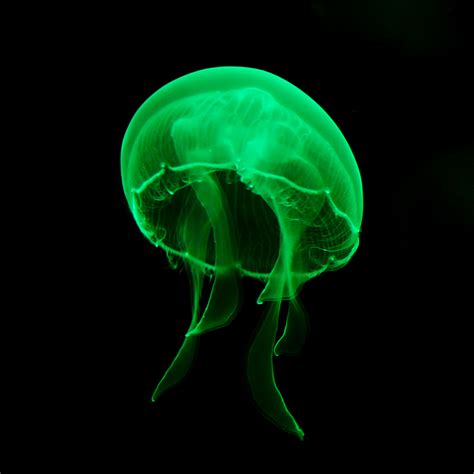 How The Jellyfish Revolutionised Brain Science Queensland Brain