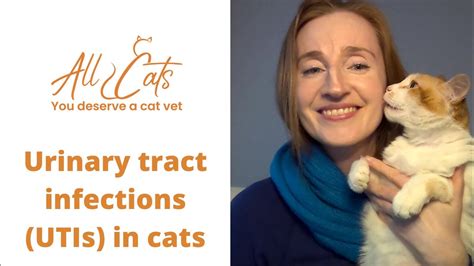 Urinary Tract Infections Utis In Cats