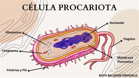 Célula Procariota Sandra Elizabeth Orihuela Arroyo Udocz