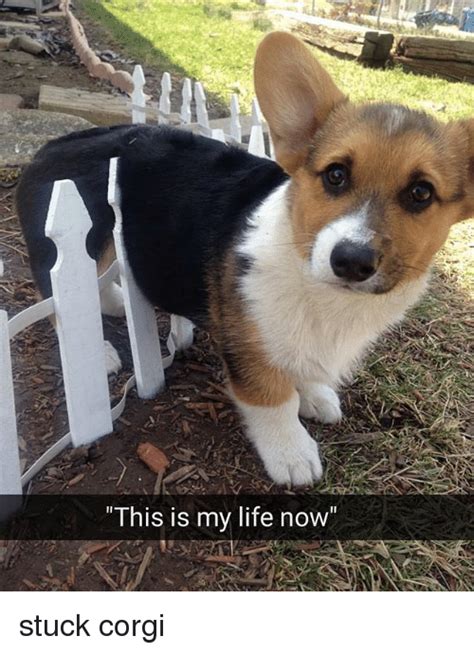 Image Result For Corgi Memes Cute Animals Cute Dogs