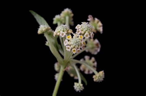 Lippia Myriocephala Schltdl And Cham Plants Of The World Online Kew