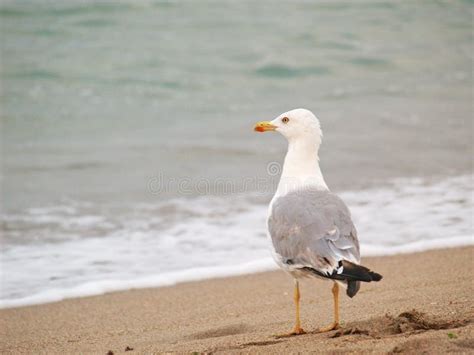 A Gull Standing On The Beach Near The Sea Water Stock Image Image Of Bird Beach 167401137
