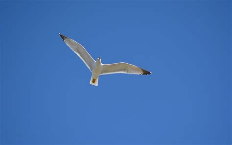 Flying Seagull Bird Sky Seagull Flight Hd Wallpaper Peakpx